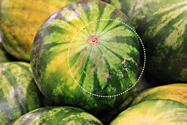 수박 맛있는거 고르기,수박 고르는 요령,수박상처,팁줌