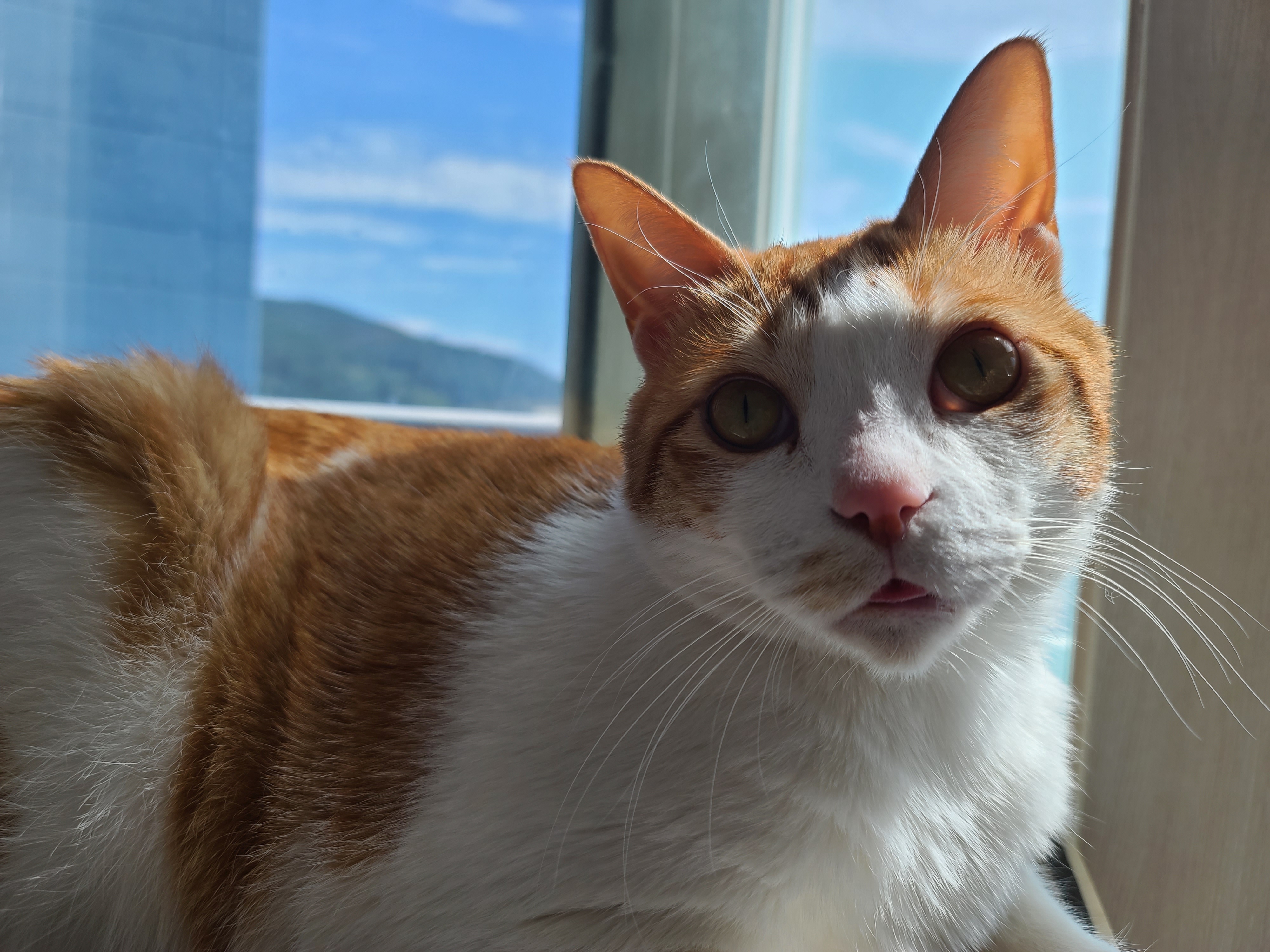 가을햇살 아래 팔색조 고양이 (feat. 카리스마도 있는 막둥이)