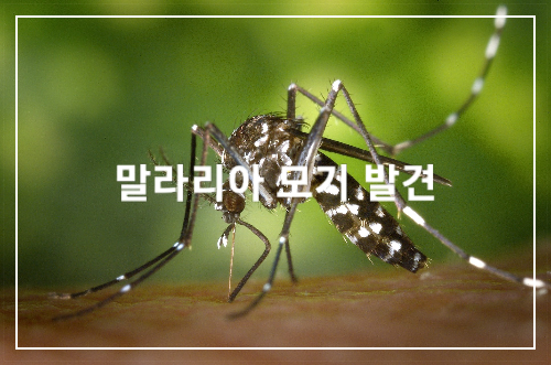 파주 말라리아 모기 발견