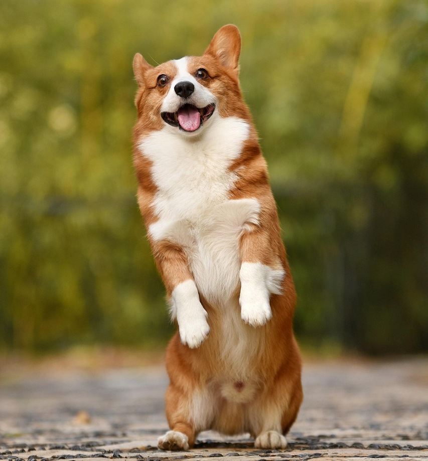 강아지 비만 (2)