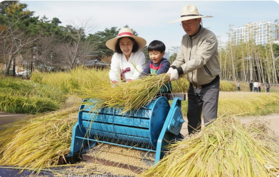 탈곡기 사용해 벼수확하는 모습