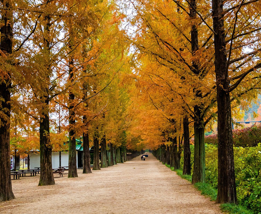 담양 메타세쿼이아