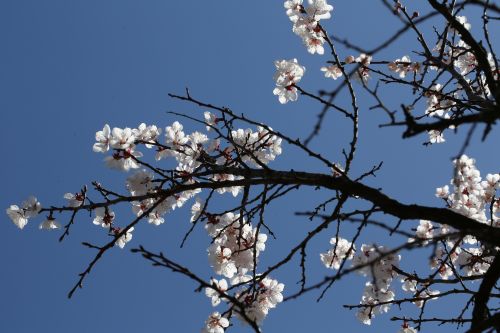 살구
