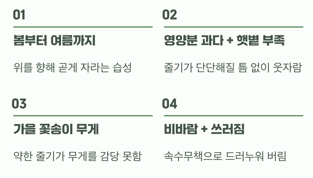 왜 쓰러질까? '키다리'의 숙명