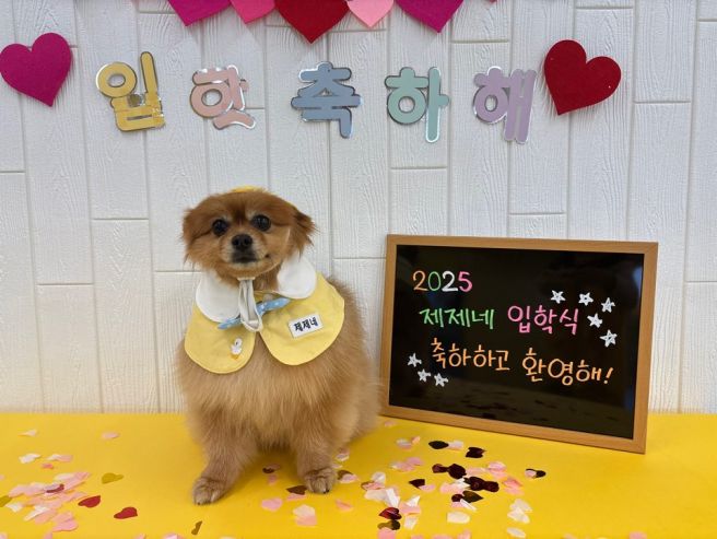 서울 강아지 유치원 비용