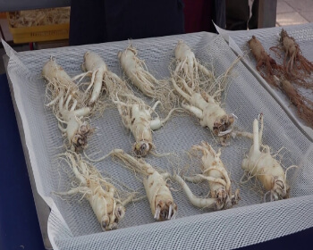 진안홍삼축제_26