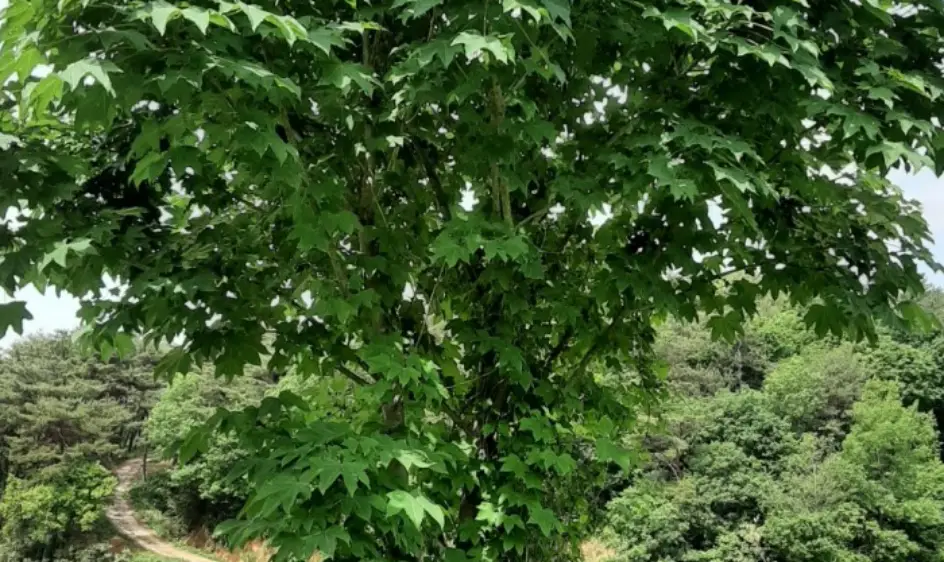 엄나무 효능