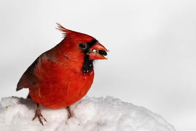 화분 겨울철 관리 난방건조 습도유지 물주기간격 조절 식물등보조_5