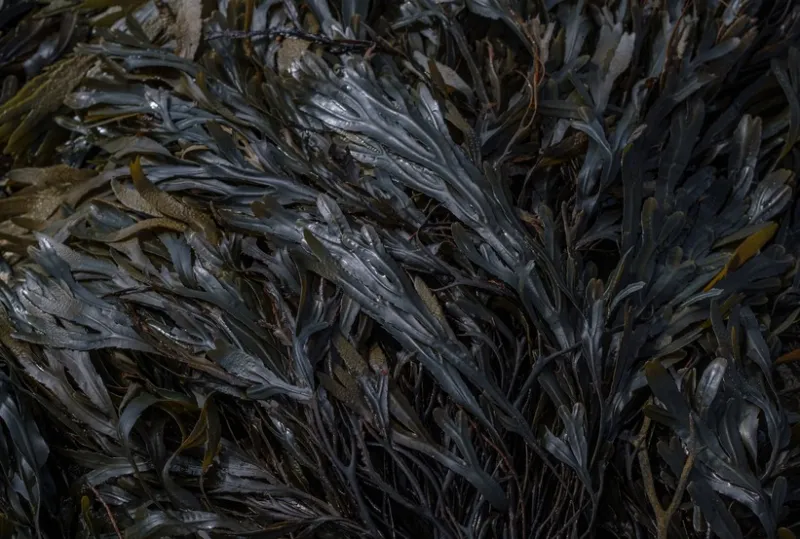 곱창김 뜻