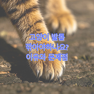 고양이 발톱 깎아줘야하나요? 깍아줘야하는 이유와 문제점