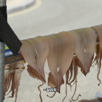 마른 오징어 효능