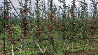 사과 재배 적과 시기 착색 관리 당도 향상_7