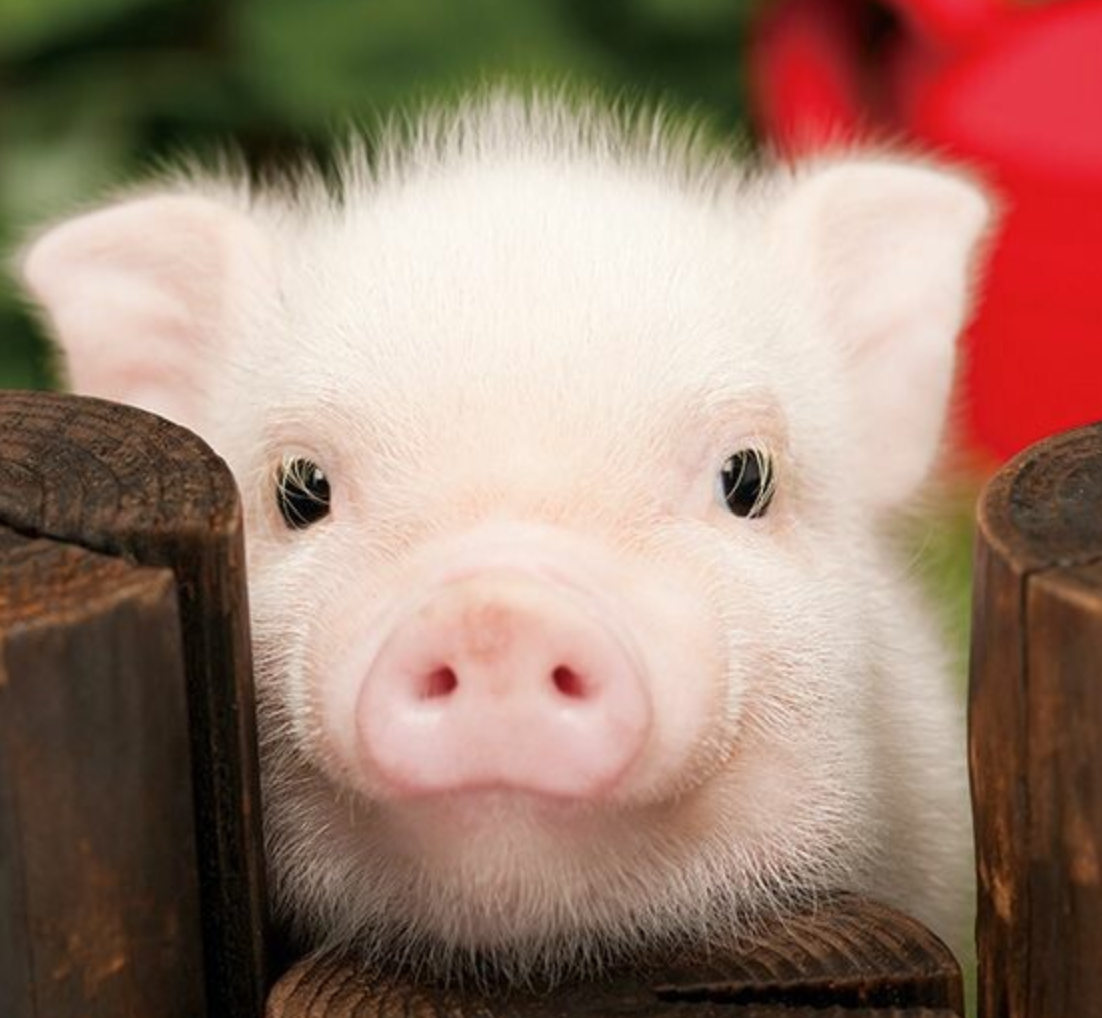 2024년 돼지띠 운세 