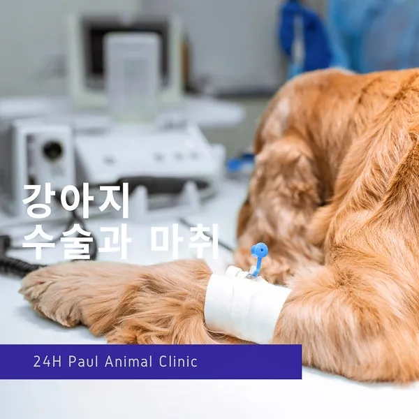 강아지 백내장 수술비용 현실 증상 예방법 보호자 가이드 정리_6