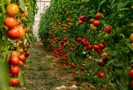 토마토 효능&amp;#44; 보관방법&amp;#44; 부작용 총정리 (2024ver)