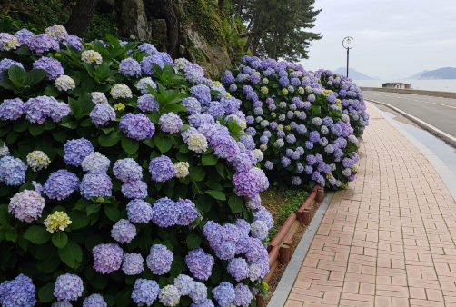 거제도