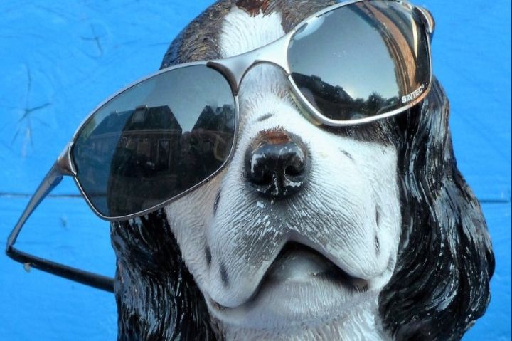 선글라스를 착용한 개