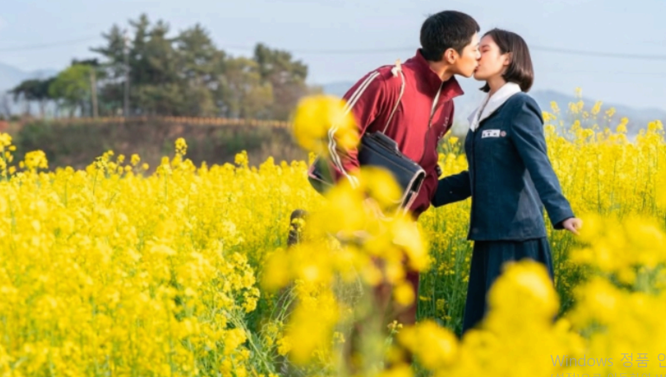 [4월~5월 축제]2025 고창 청보리밭 축제❘ 폭싹 속았수다 유채꽃밭, 연인 유채꽃밭, 도깨비 메밀꽃밭 촬영지, 일정, 기간, 주차(4/5일 방문 후기)