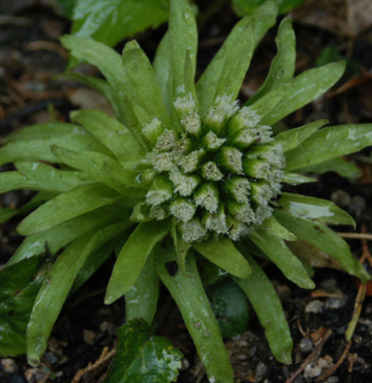 머위 효능과 부작용 고르는법 먹는법 칼로리
