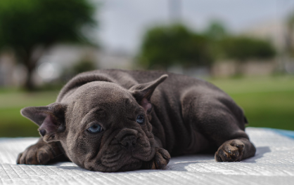복합 구충제 추천 제품 관련 사진