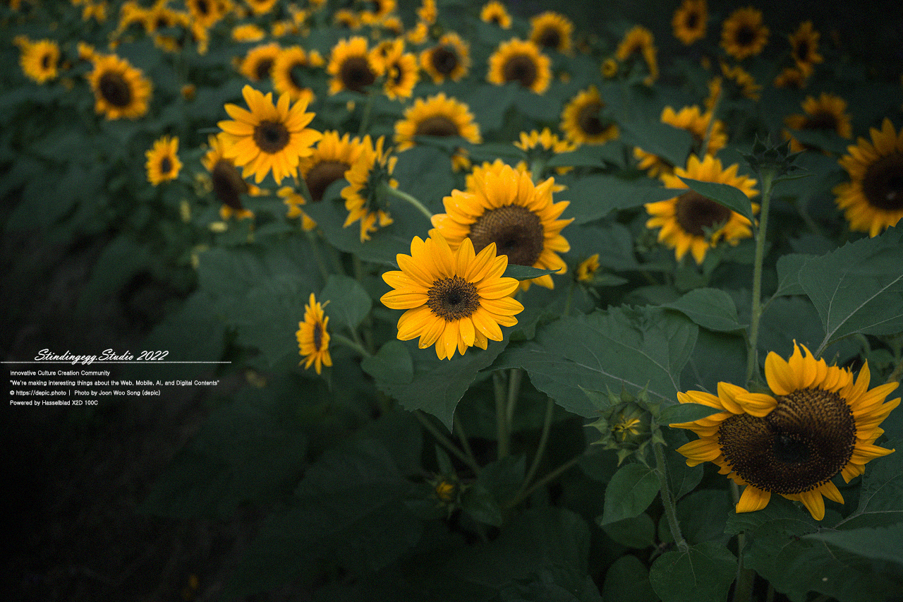 #꽃 #공원 #해바라기 #이슬 #함양 #상림공원