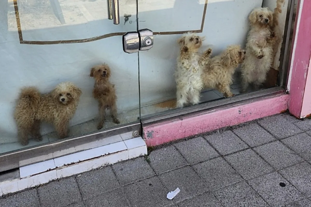 포항 펫샵 방치