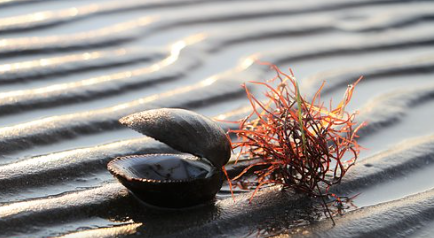 갯벌에-물고기-조개-등이-드러난-꿈