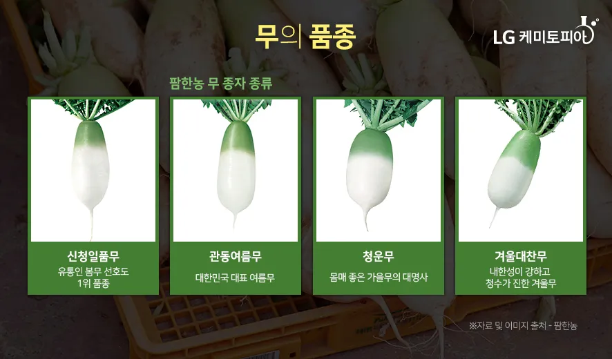 무우 효능 부작용 섭취 방법_4