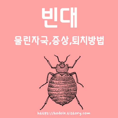 빈대 물린자국