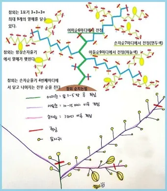 참외 순치기 순지르기 방법과 그림으로 쉽게 정리_12