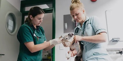 동물간호복지사 관련 사진