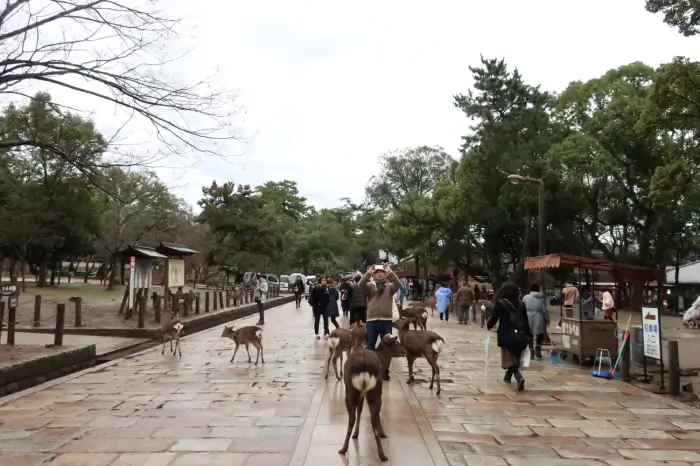 나라-사슴공원