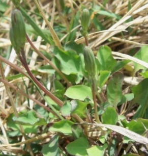 씀바귀 효능과 부작용 먹는법 고르는법