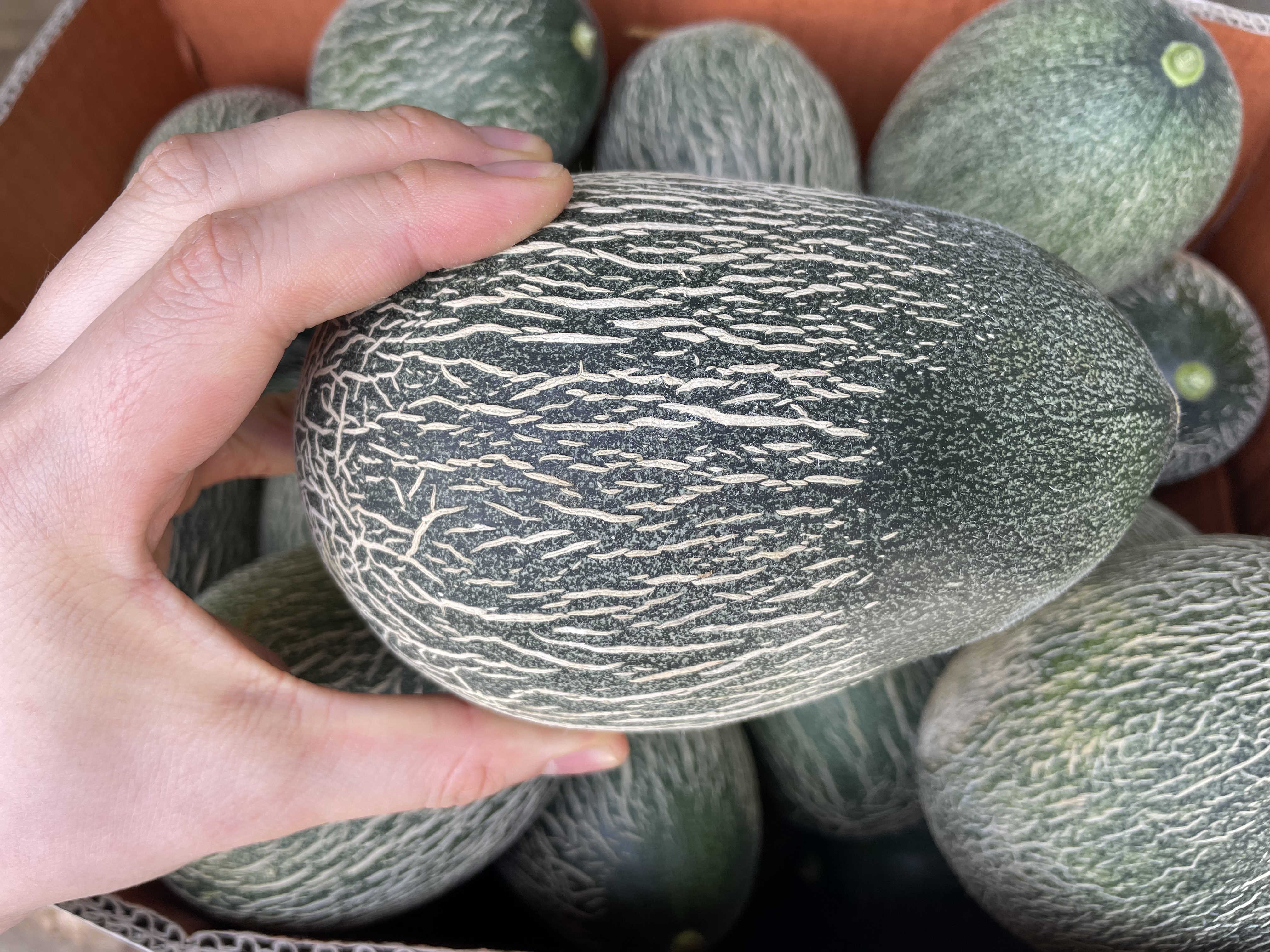 하미과멜론 건강