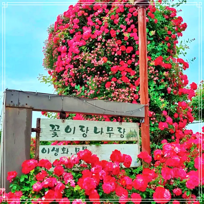 생방송 오늘저녁 논산 장미 정원&#44; 230종 야생화&#44; 식물원 카페&#44; 직접키운 와송&#44; 아로니아 스무디 맛집