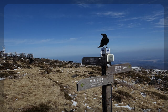 새해 맞이 한라산 야간 탐방예약안내 이용요금