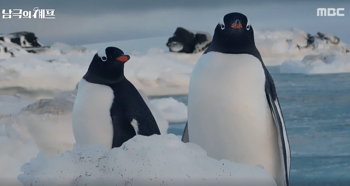 남극의 셰프 출연진 몇부작 ott 백종원