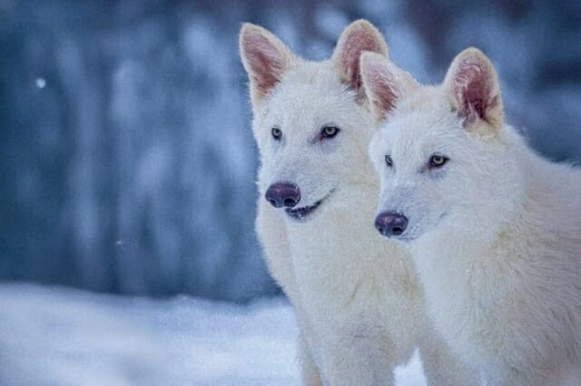 유전자 편집 기술로 태어난 수컷 늑대 로물루스와 레무스