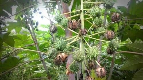 피마자-아주까리-효능-부작용-독성물질