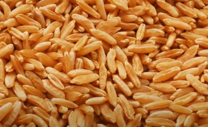 카무트 효능 부작용