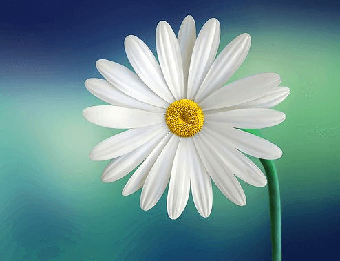 하얀 코스모스가 활짝 피었다. 잎은 가늘고 하안색이며, 수술은 노란색이다.