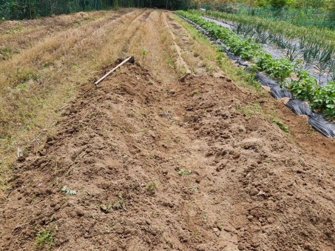 참깨 파종 전 토양 준비