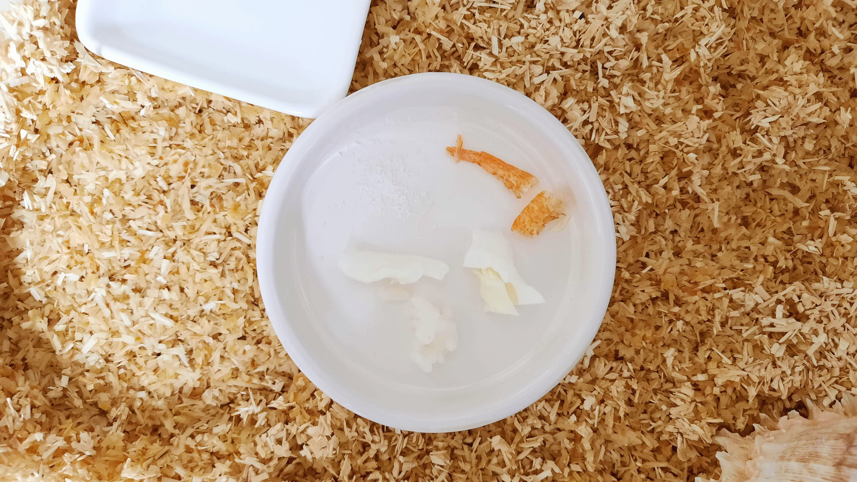 뷔페 식 소라게 먹이