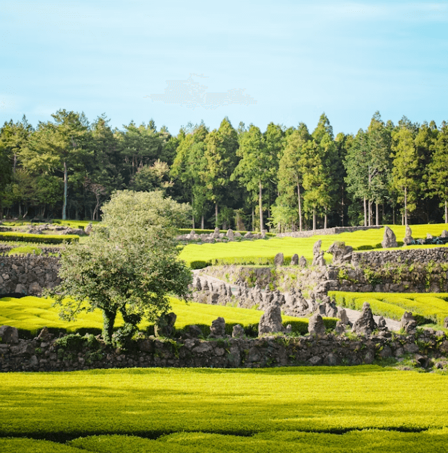 제주 나우다(NOWDA): 공영 관광지 할인 및 발급 방법