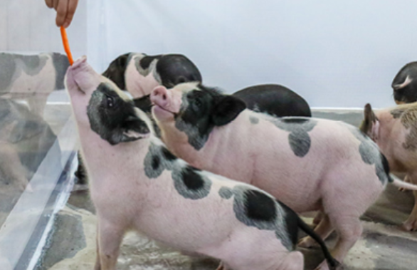 수국축제 행사 내용 관련 사진