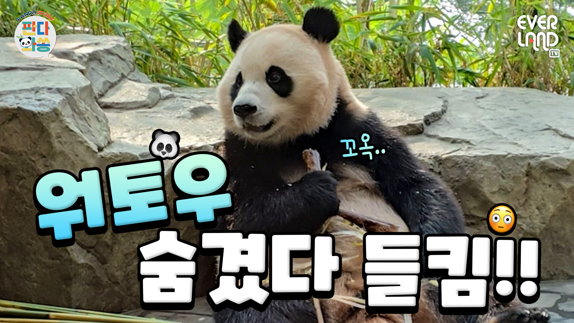 밥 먹다가 어제 숨겨둔 워토우가 생각났다｜#판다와쏭 #261