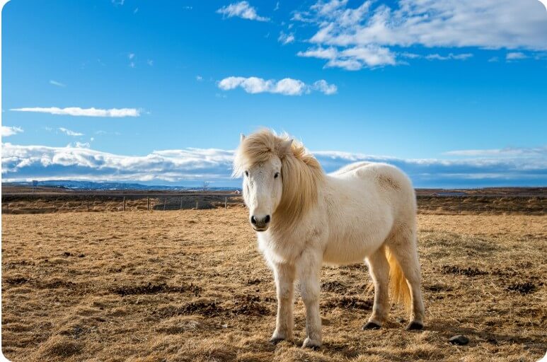 벌판에 서 있는 말