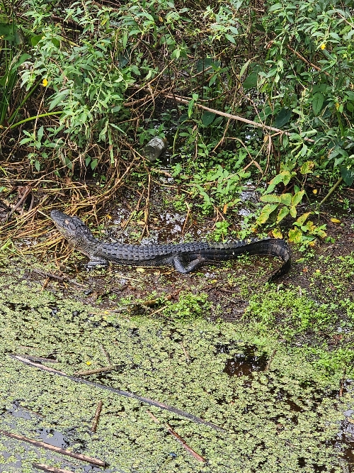 Baby alligator on swampy ground