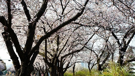 여의도 벚꽃축제 일정