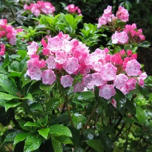 [정원수목]모기&middot;해충 줄이는 정원수 추천 10가지